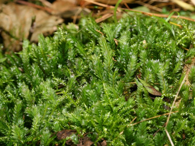 Fissidens adianthoides