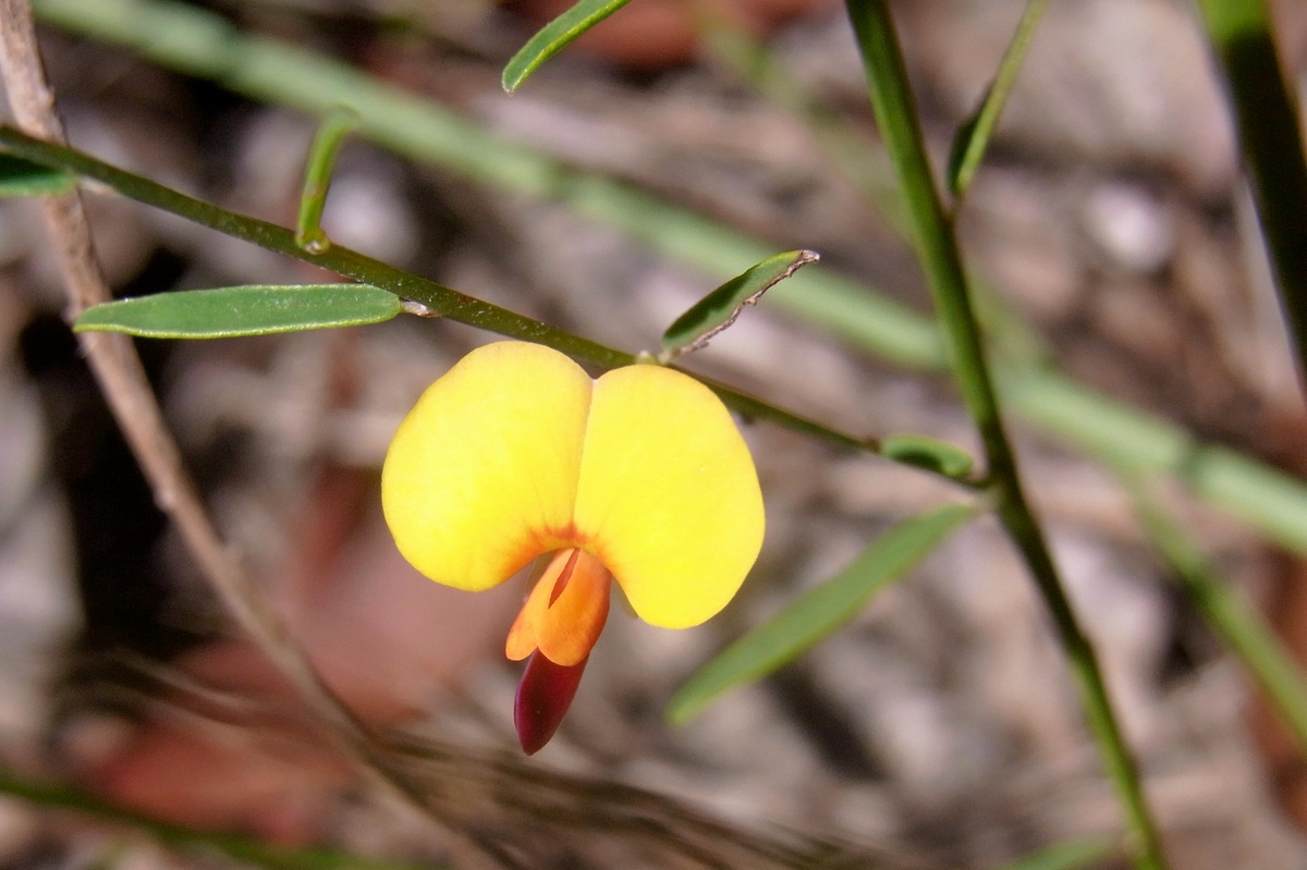 Variable bossiaea