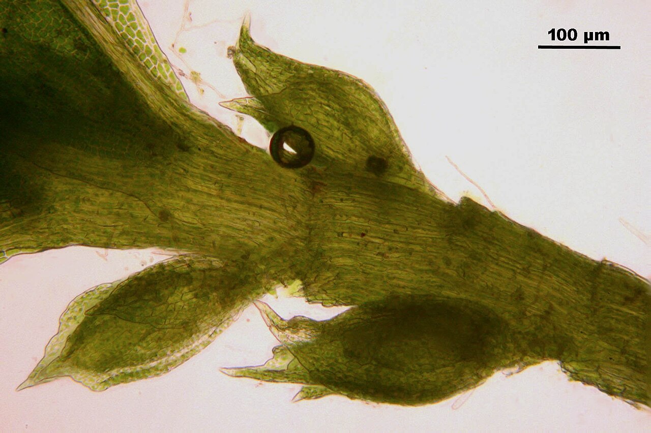 Fissidens bryoides