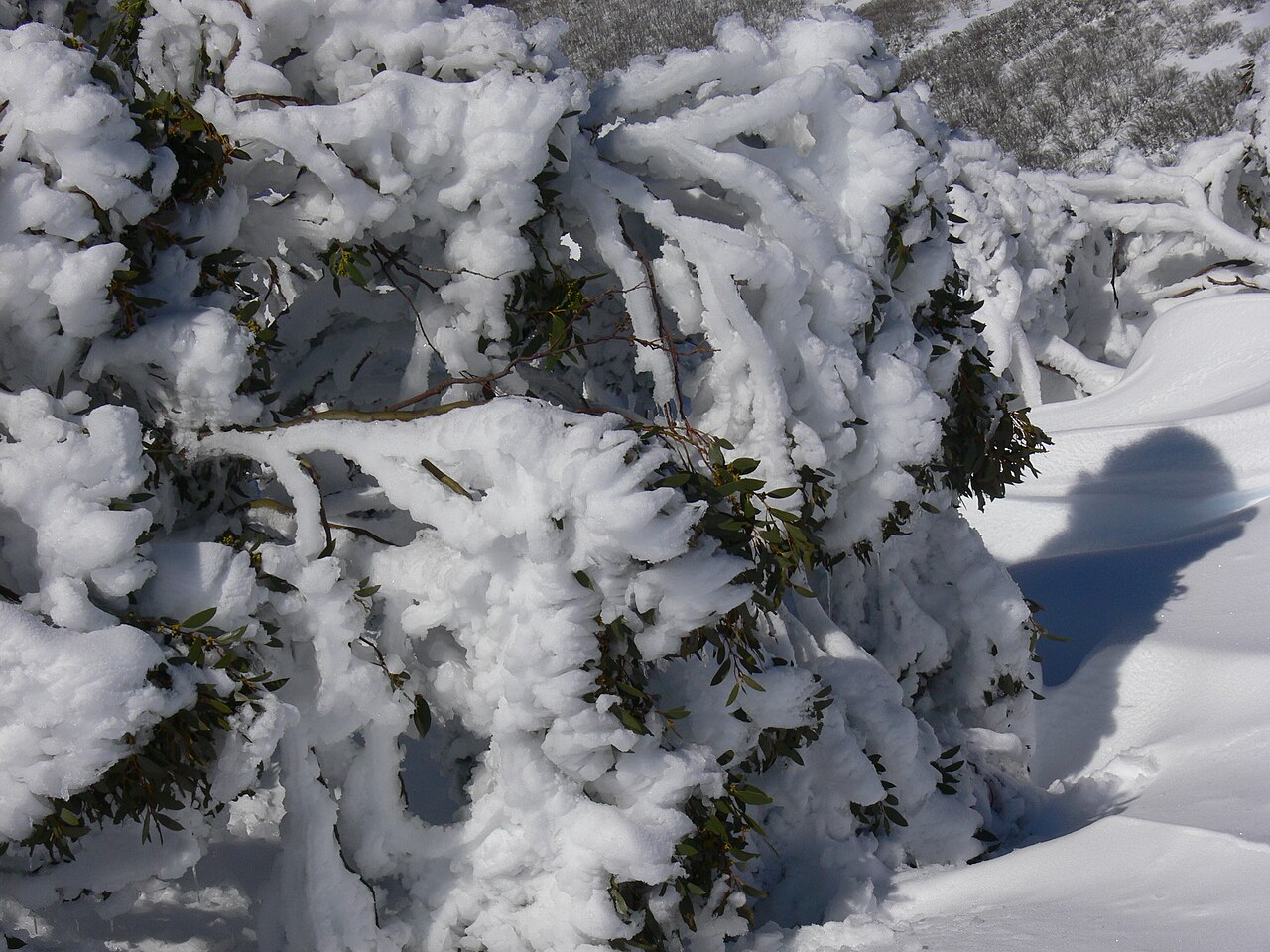 Snow gum