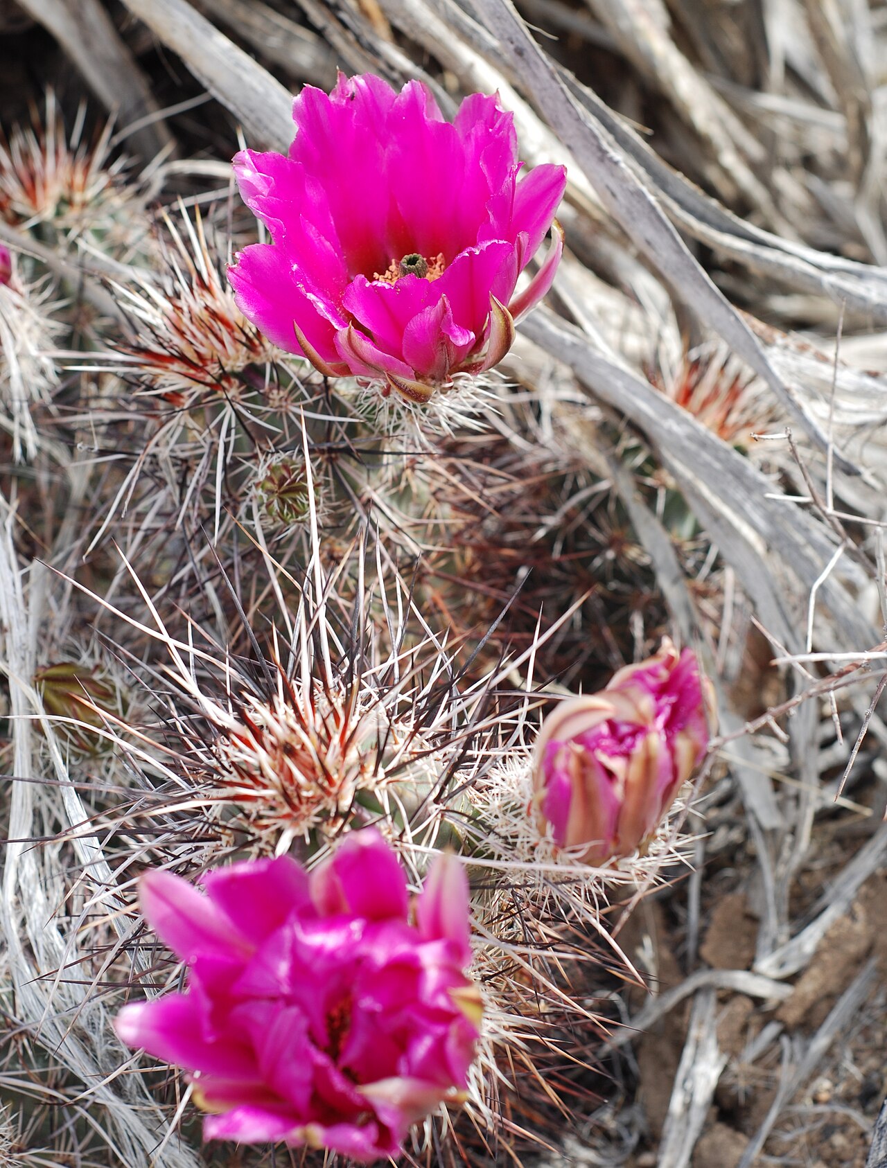 Echinocereus engelmannii