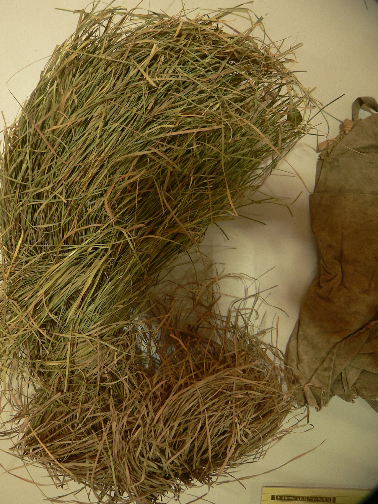 Carex meyeriana