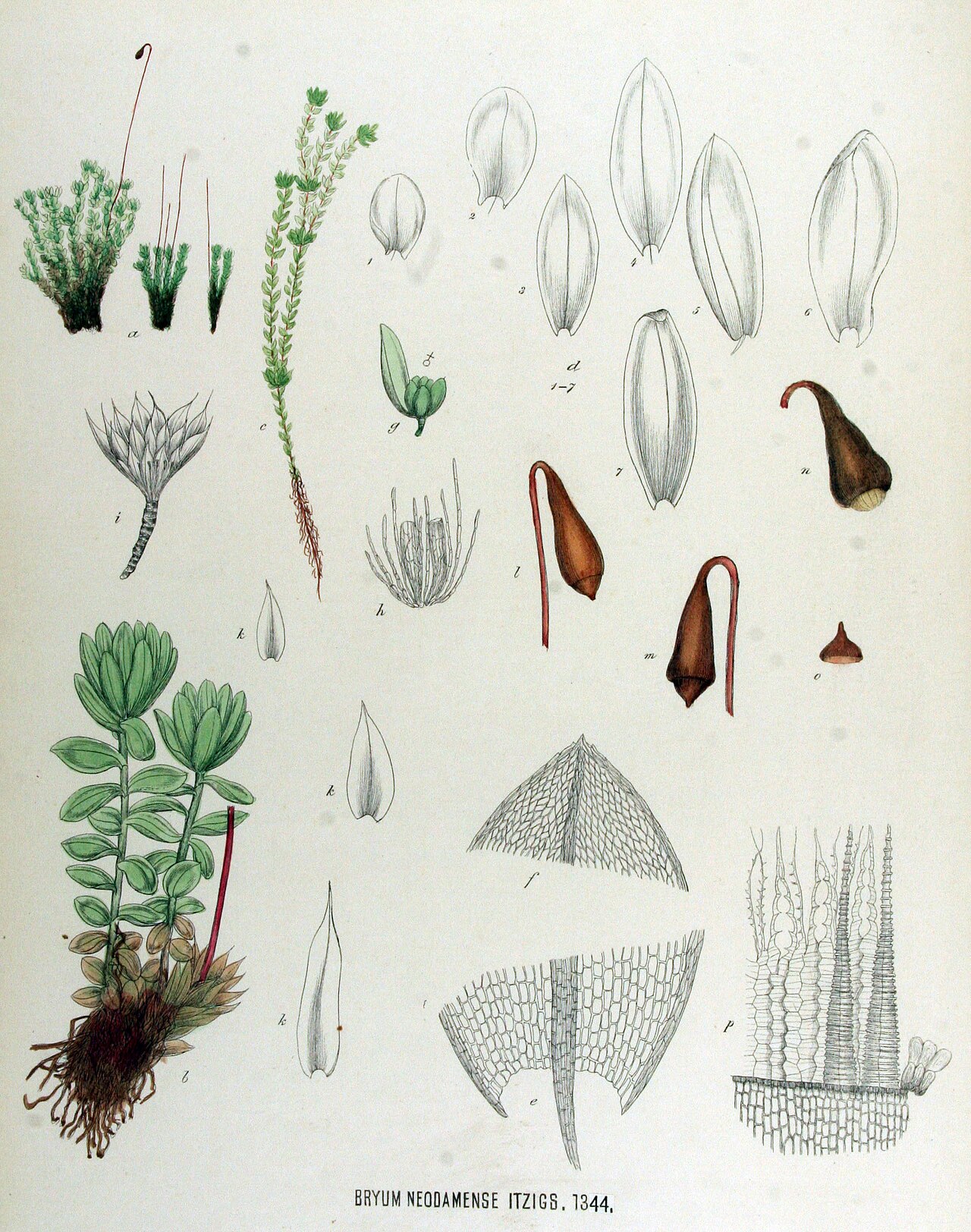 Bryum neodamense