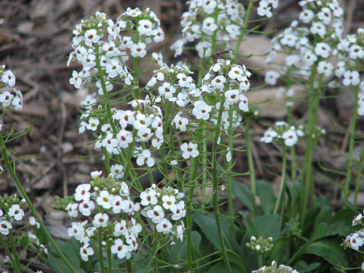 Drabastrum alpestre