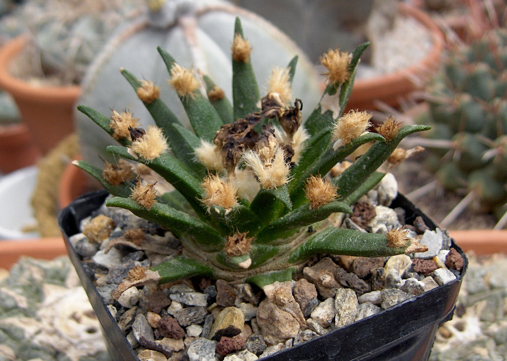 Ariocarpus agavoides