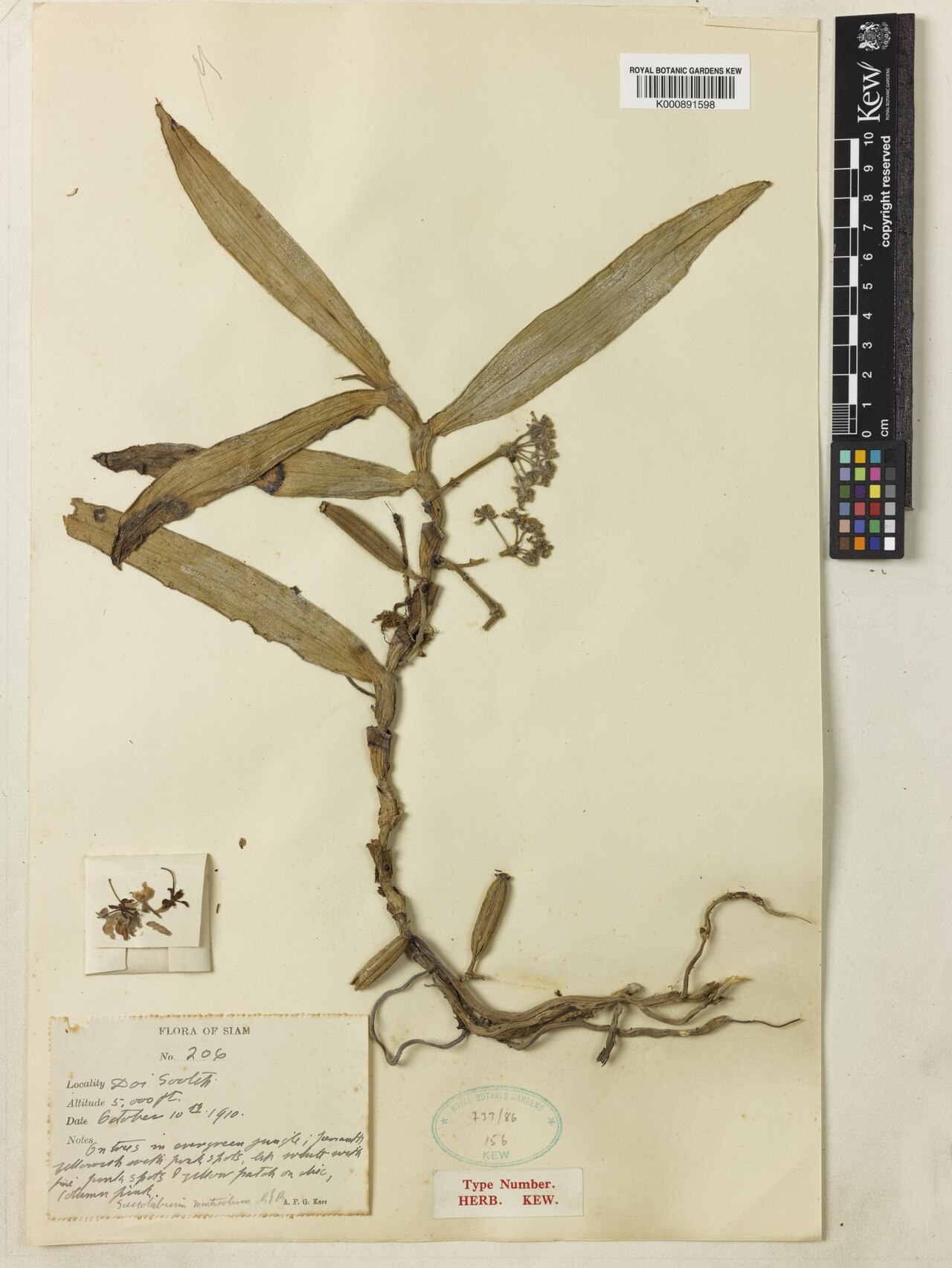 Gastrochilus yunnanensis