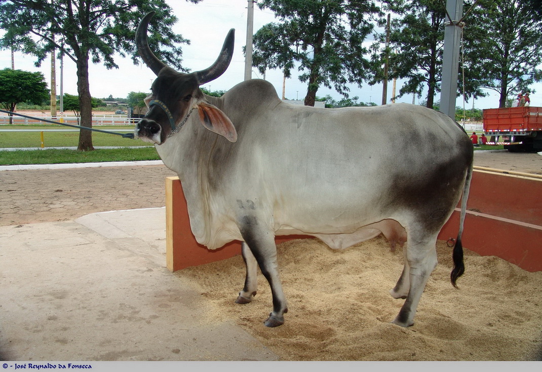 Guzerat cattle