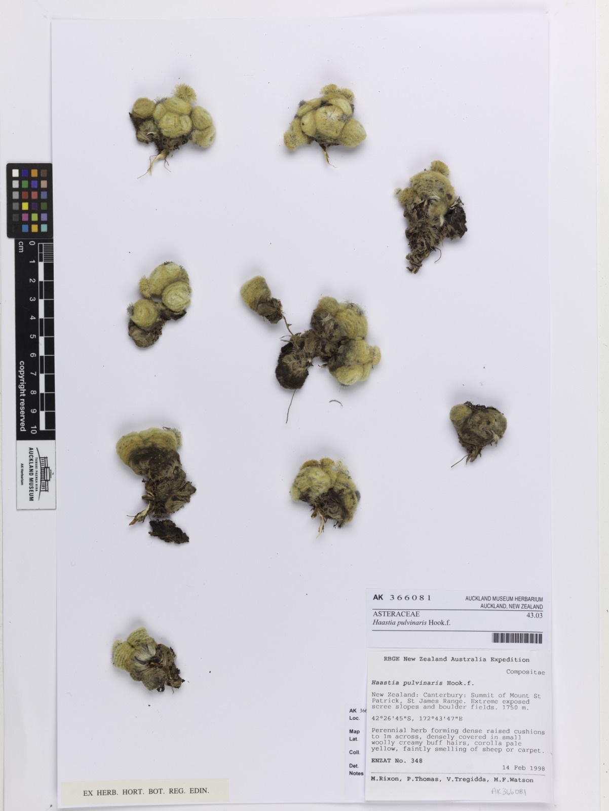 Haastia pulvinaris