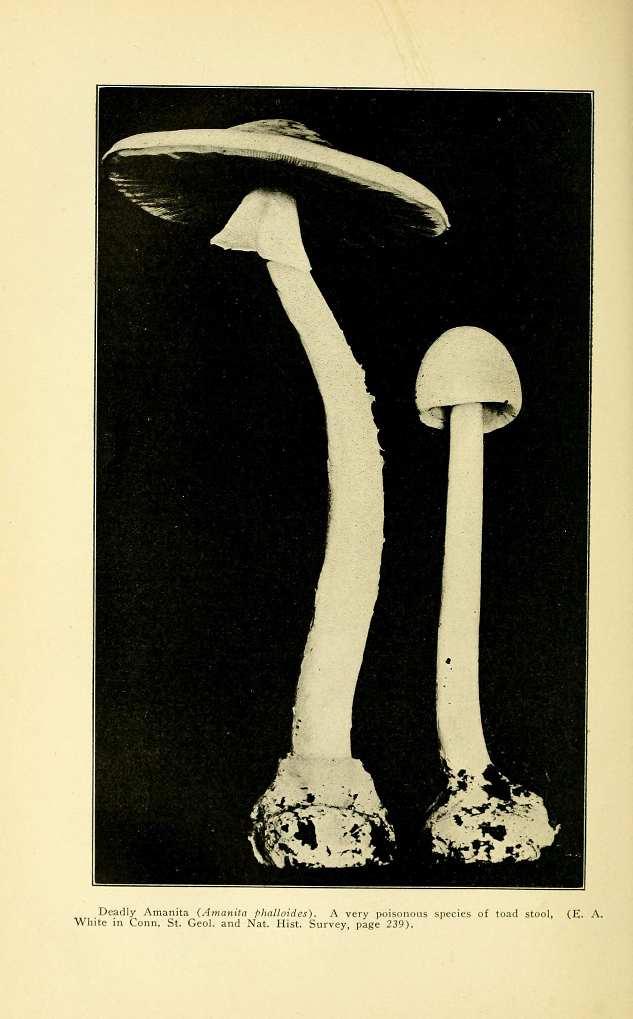 Death cap