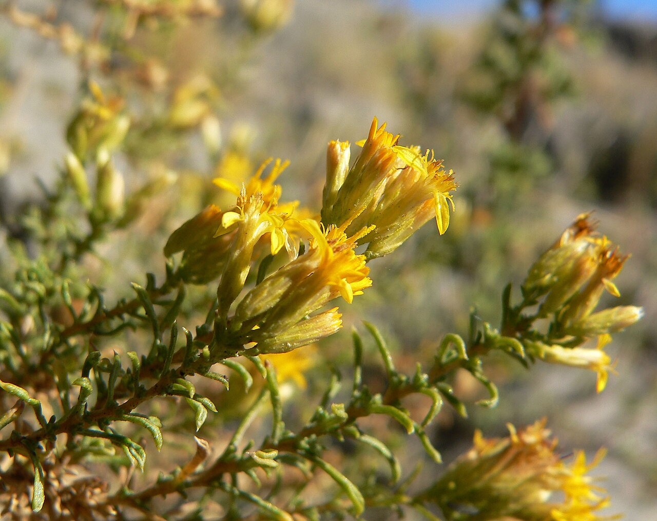 Ericameria nana