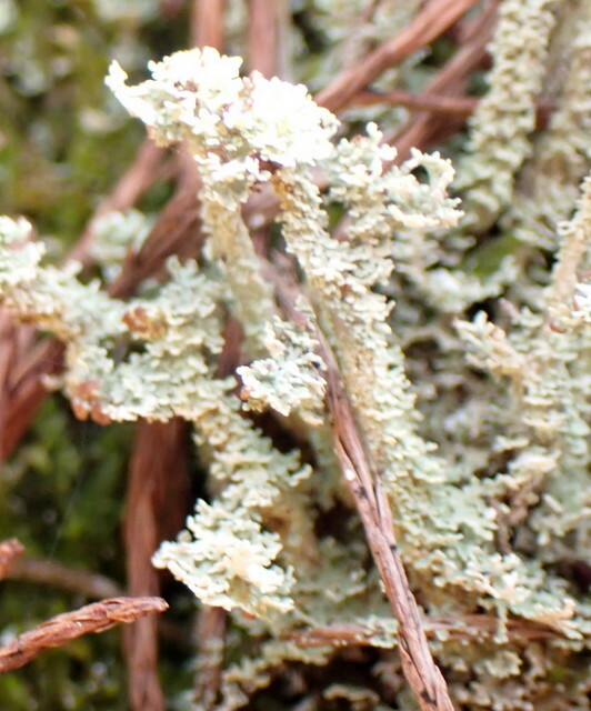 Cladonia beaumontii