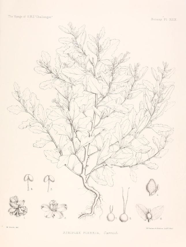 Atriplex plebeia