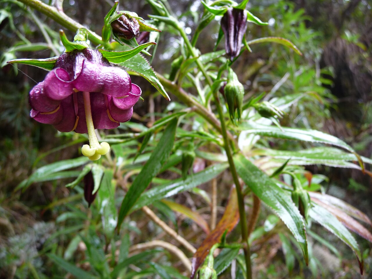 Heterochaenia ensifolia