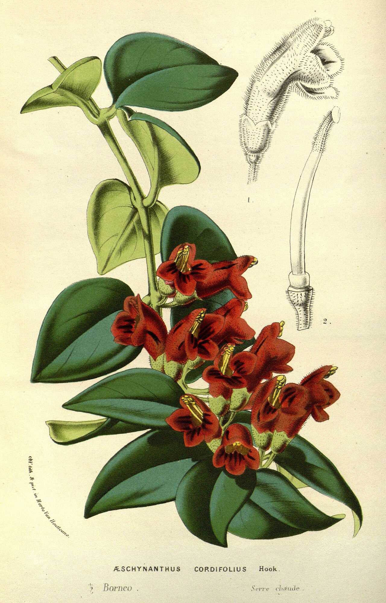 Aeschynanthus cordifolius