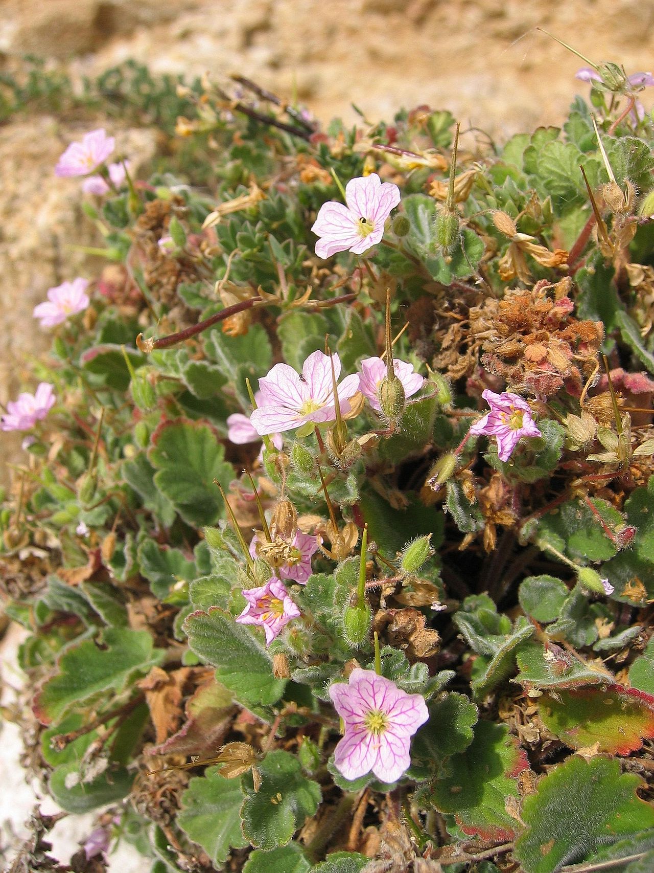 Erodium corsicum