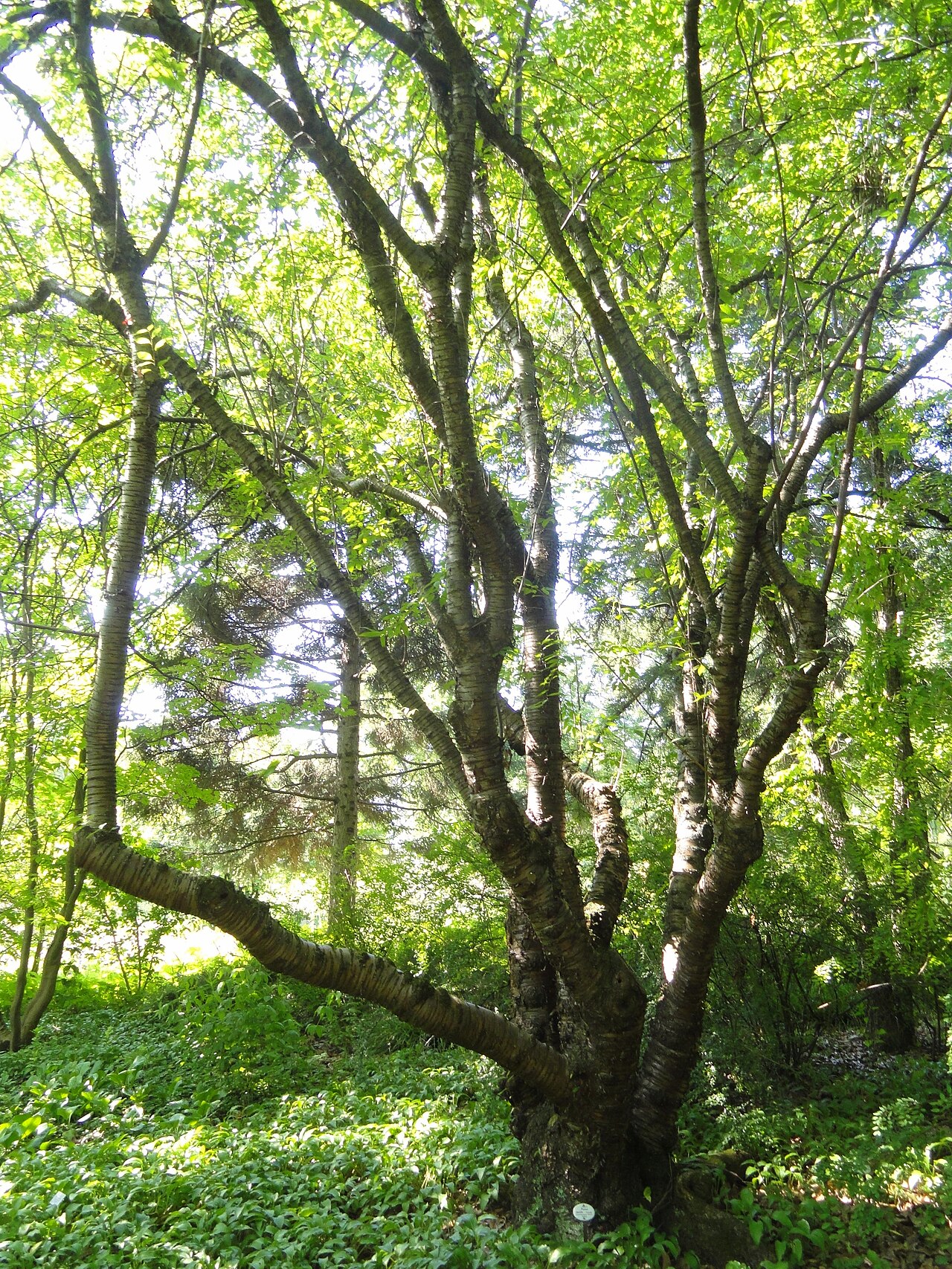 Prunus serrula