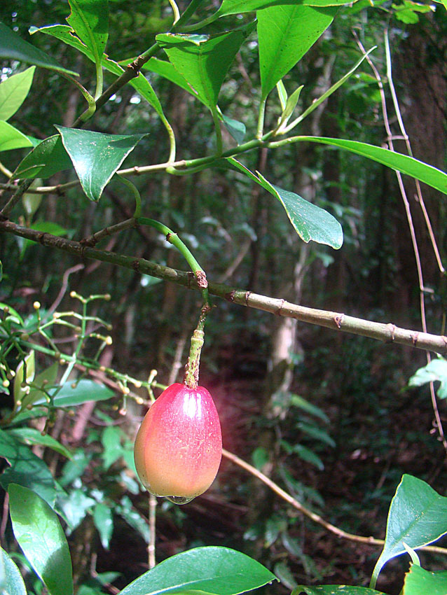 Chrysochlamys