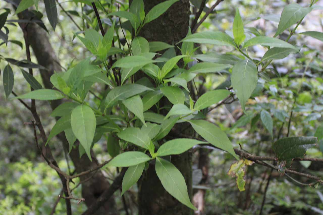 Distylium myricoides