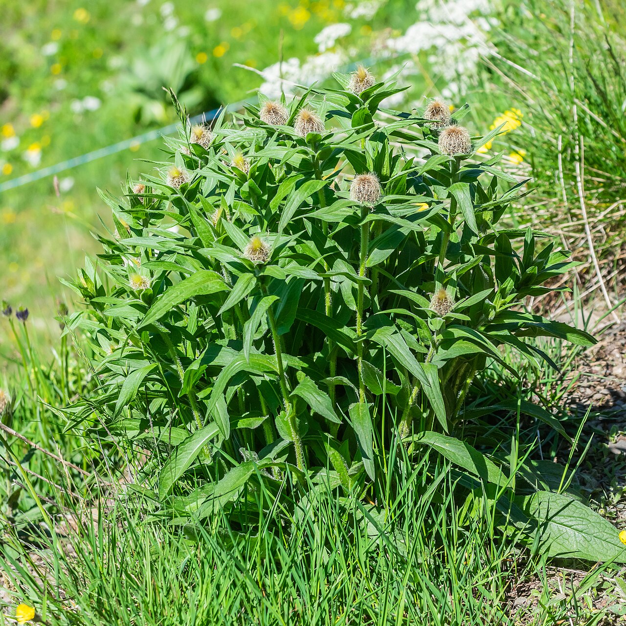 Centaurea nervosa