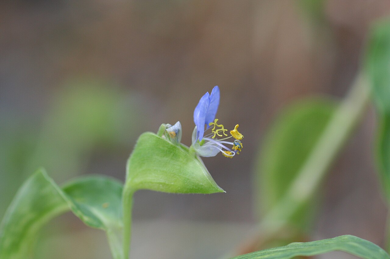 Commelina mascarenica