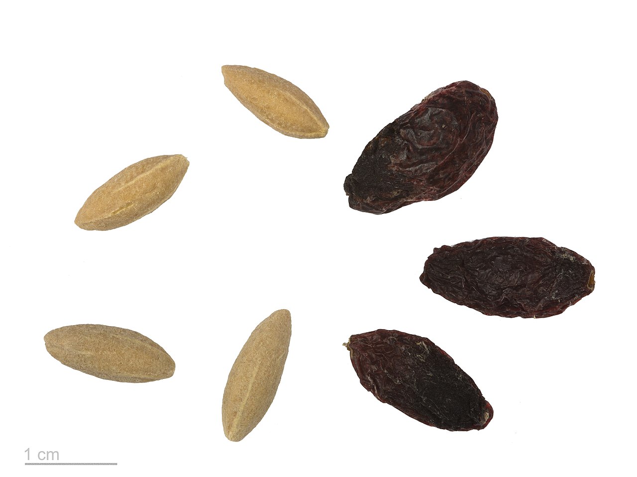 Cornus mas