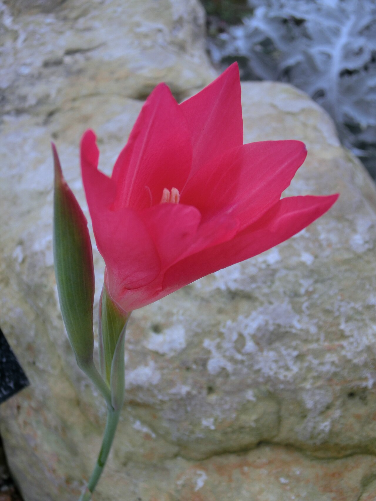 Gladiolus carmineus