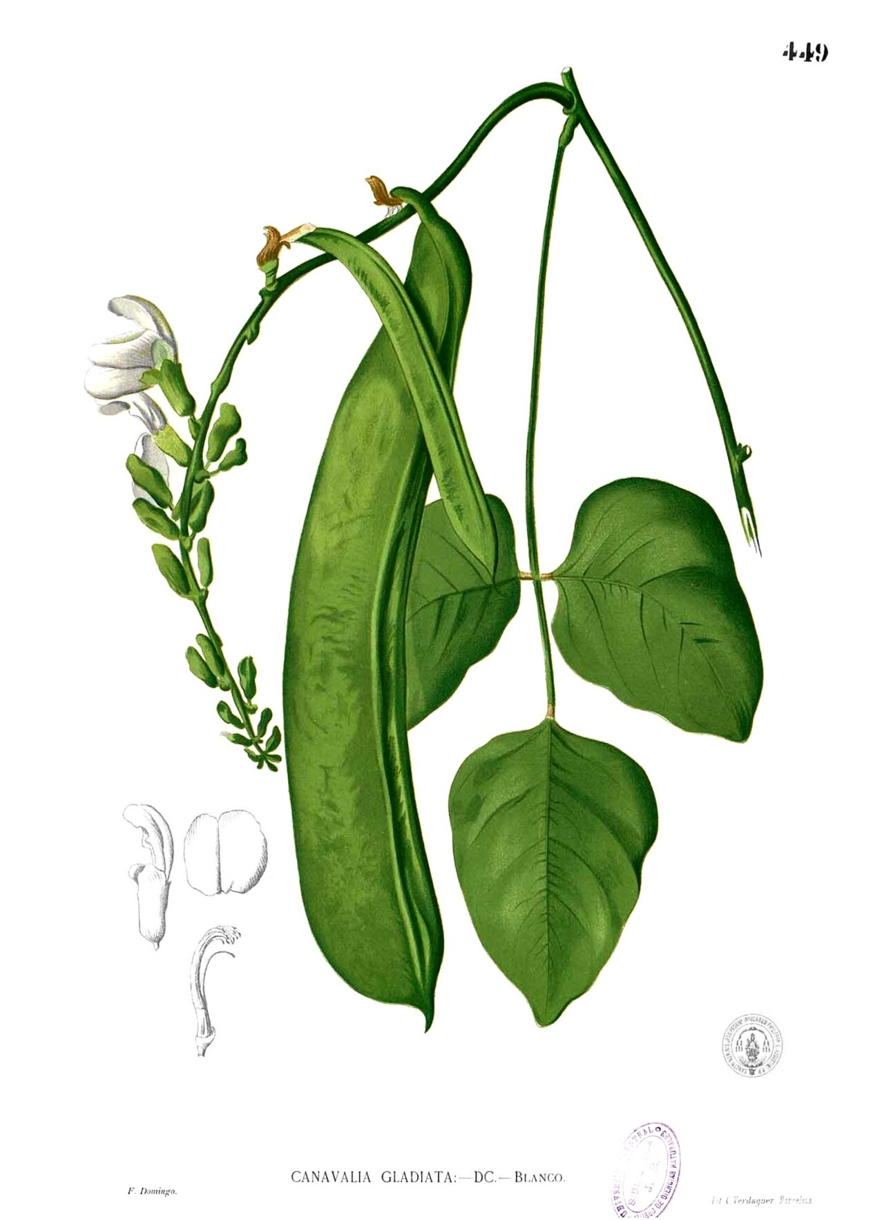 Canavalia gladiolata