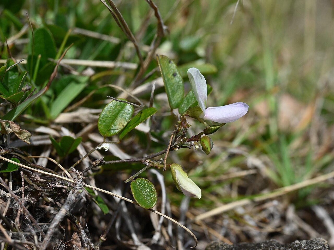 Galactia dubia