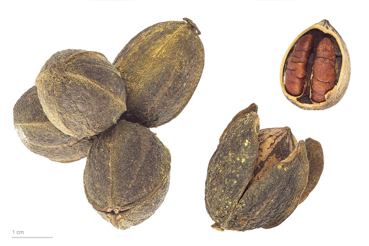 Carya illinoinensis