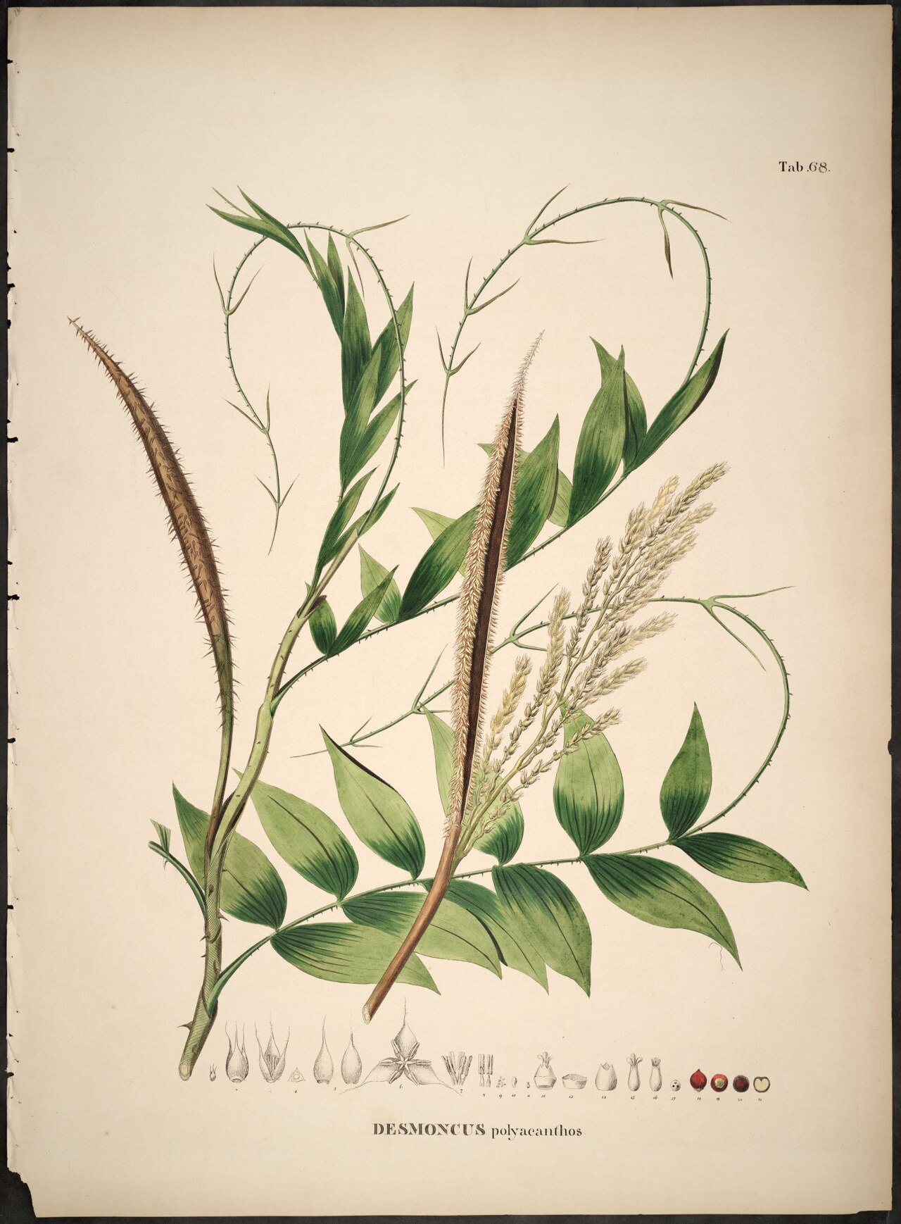 Desmoncus polyacanthos