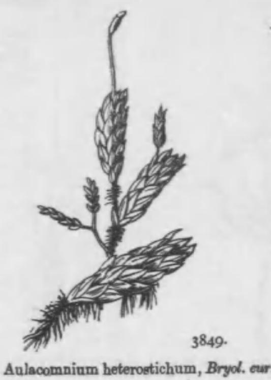 Aulacomnium heterostichum