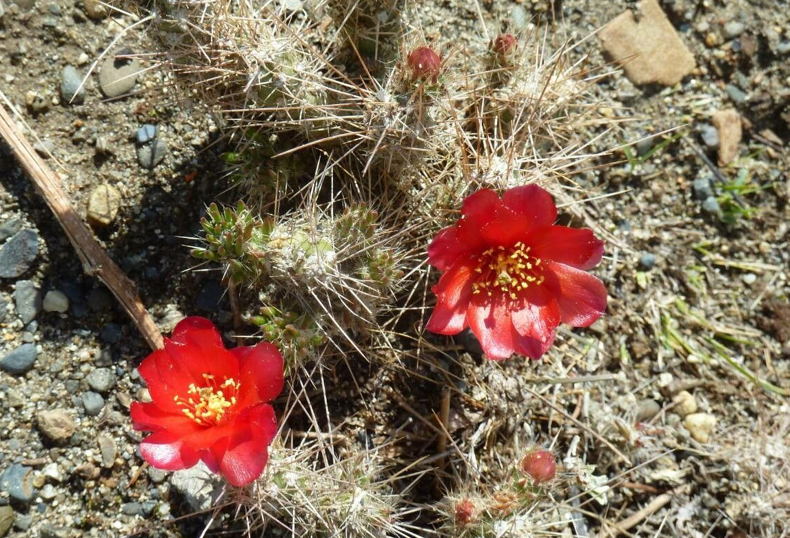 Austrocylindropuntia shaferi