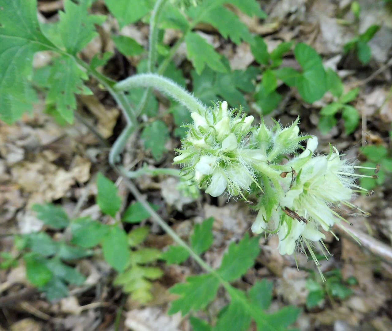 Hydrophyllum macrophyllum