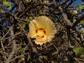 Gossypium turneri