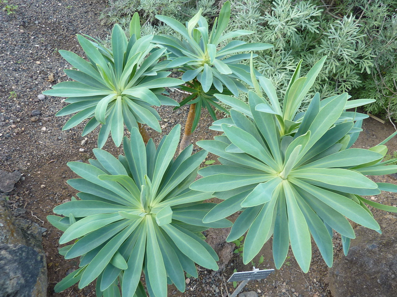 Euphorbia atropurpurea