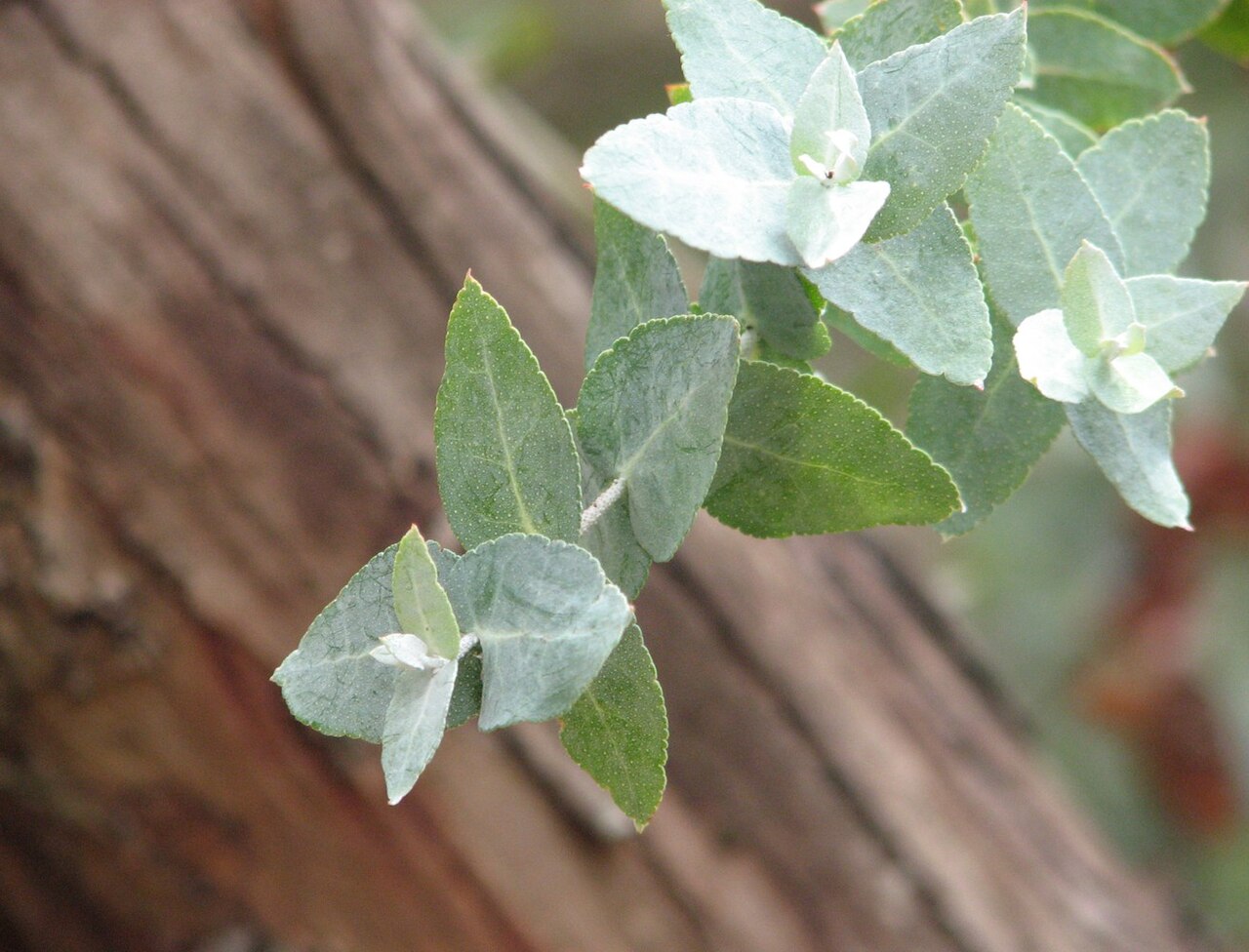 Buxton gum