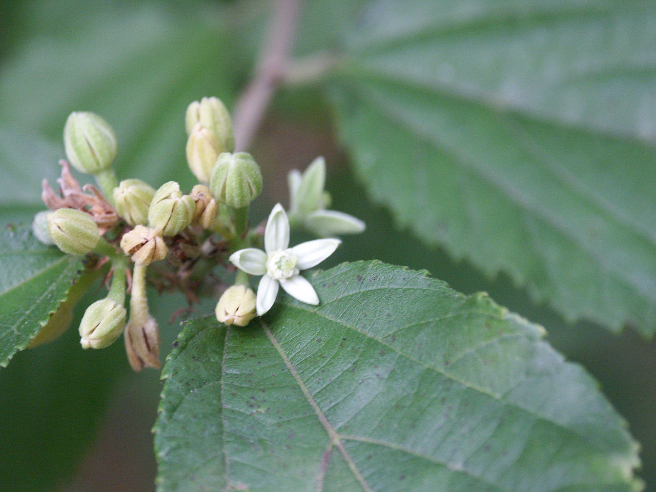 Grewia biloba