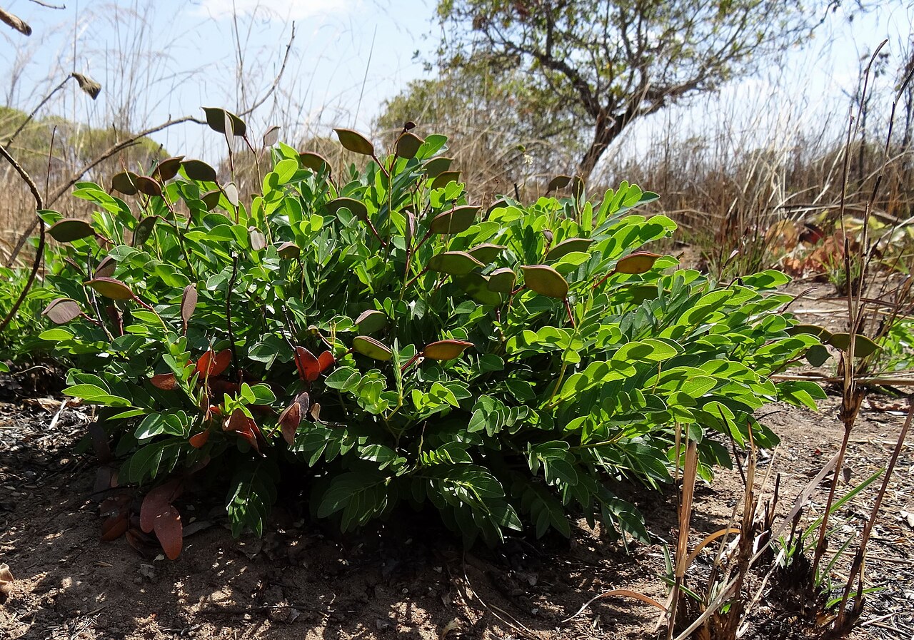 Cryptosepalum maraviense