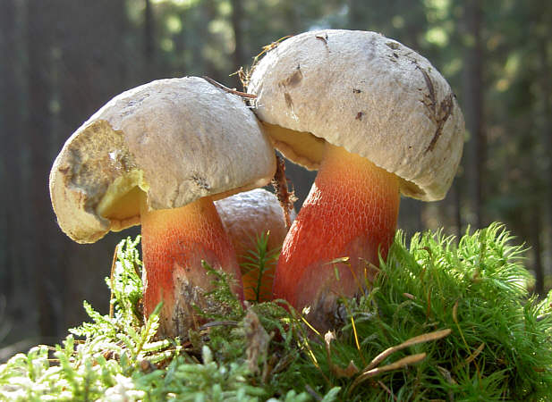 Boletus calopus