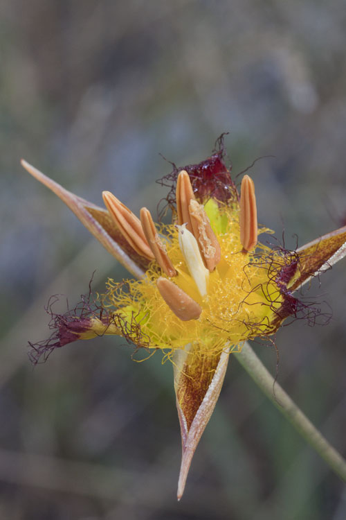 Calochortus obispoensis