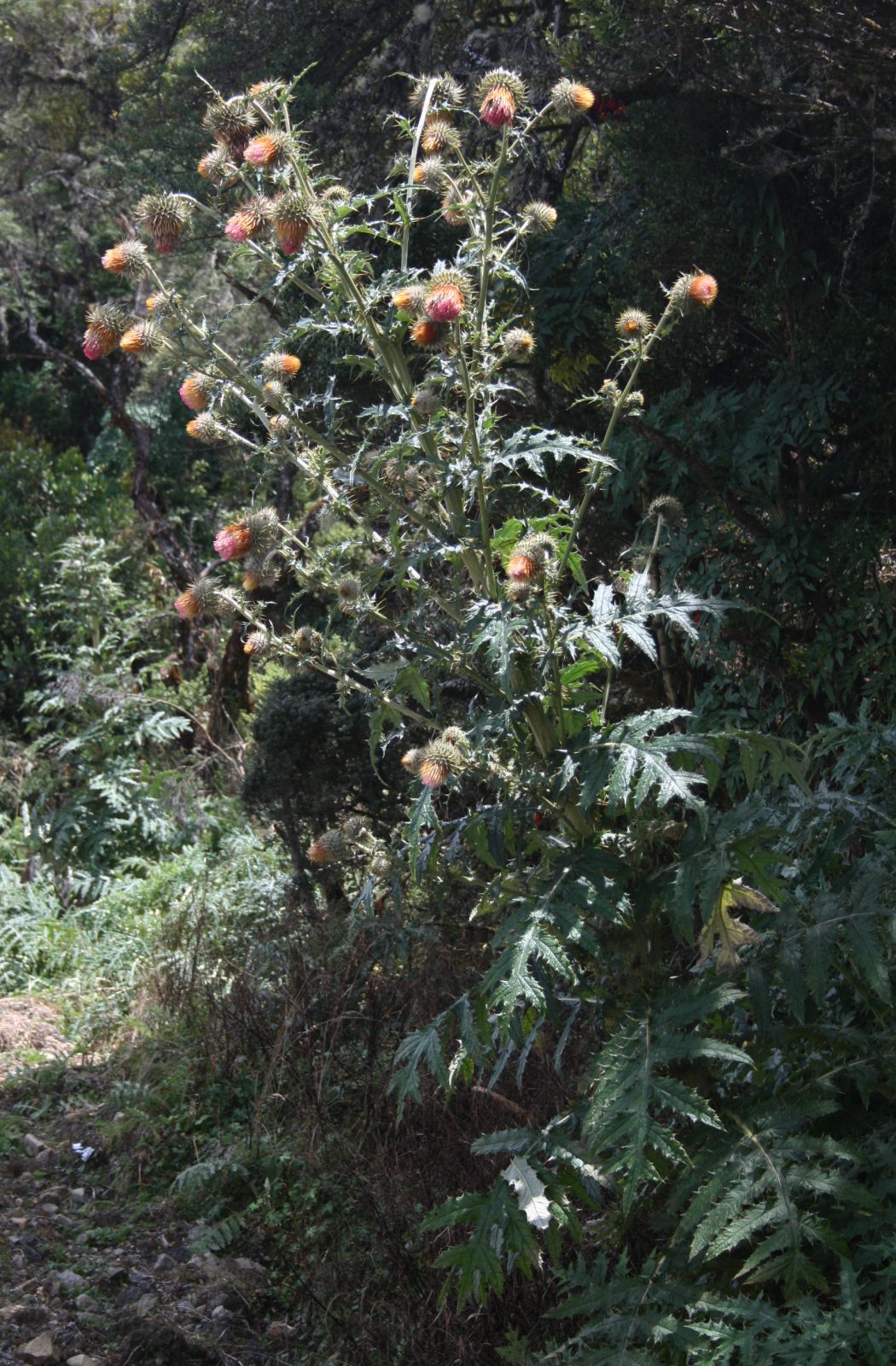 Cirsium subcoriaceum