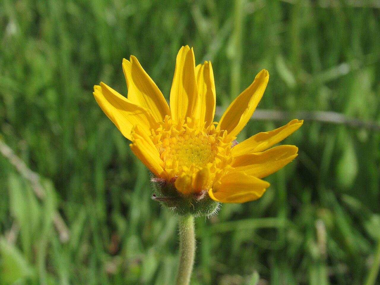 Arnica fulgens