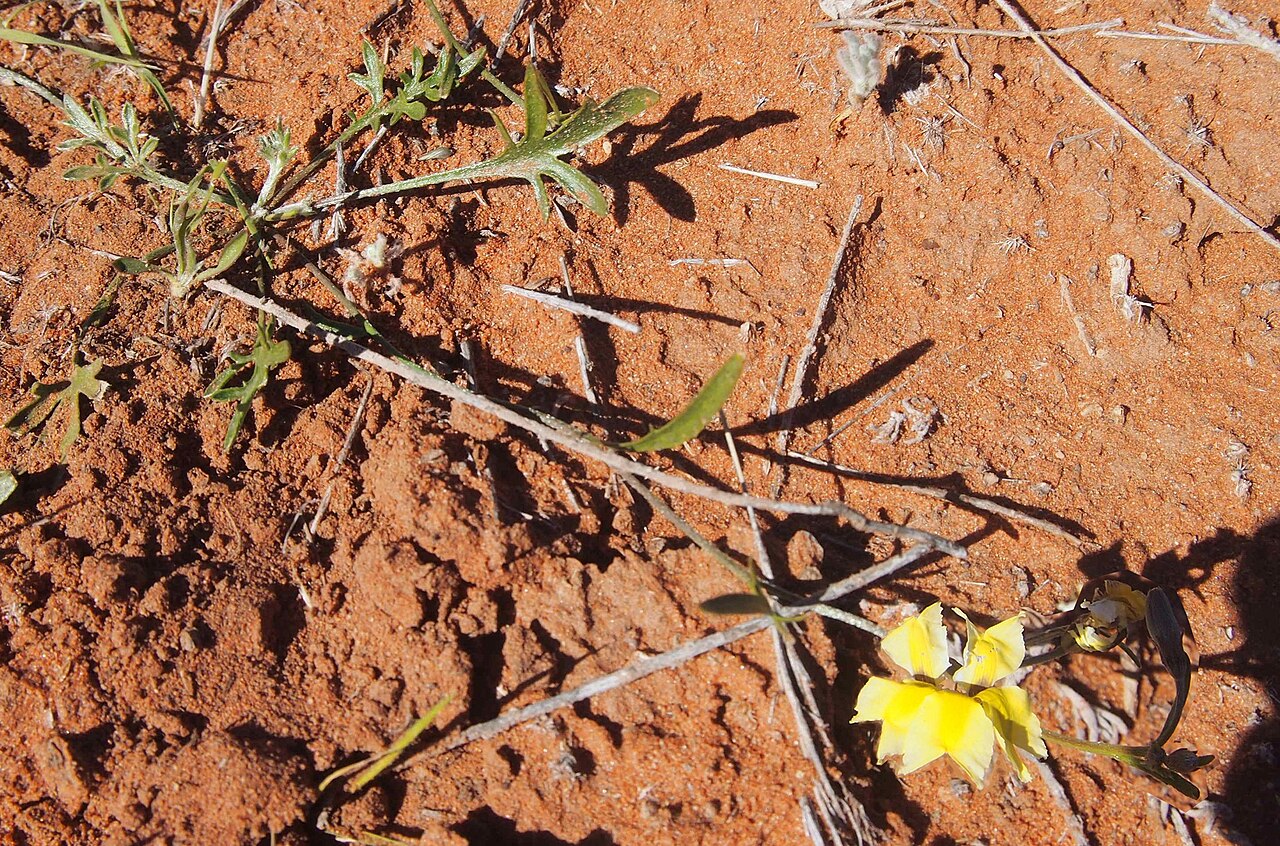 Goodenia lunata