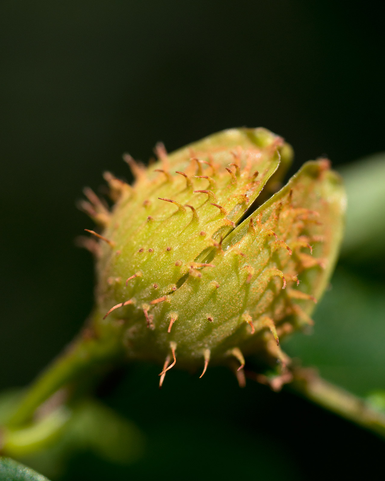 Fagus grandifolia