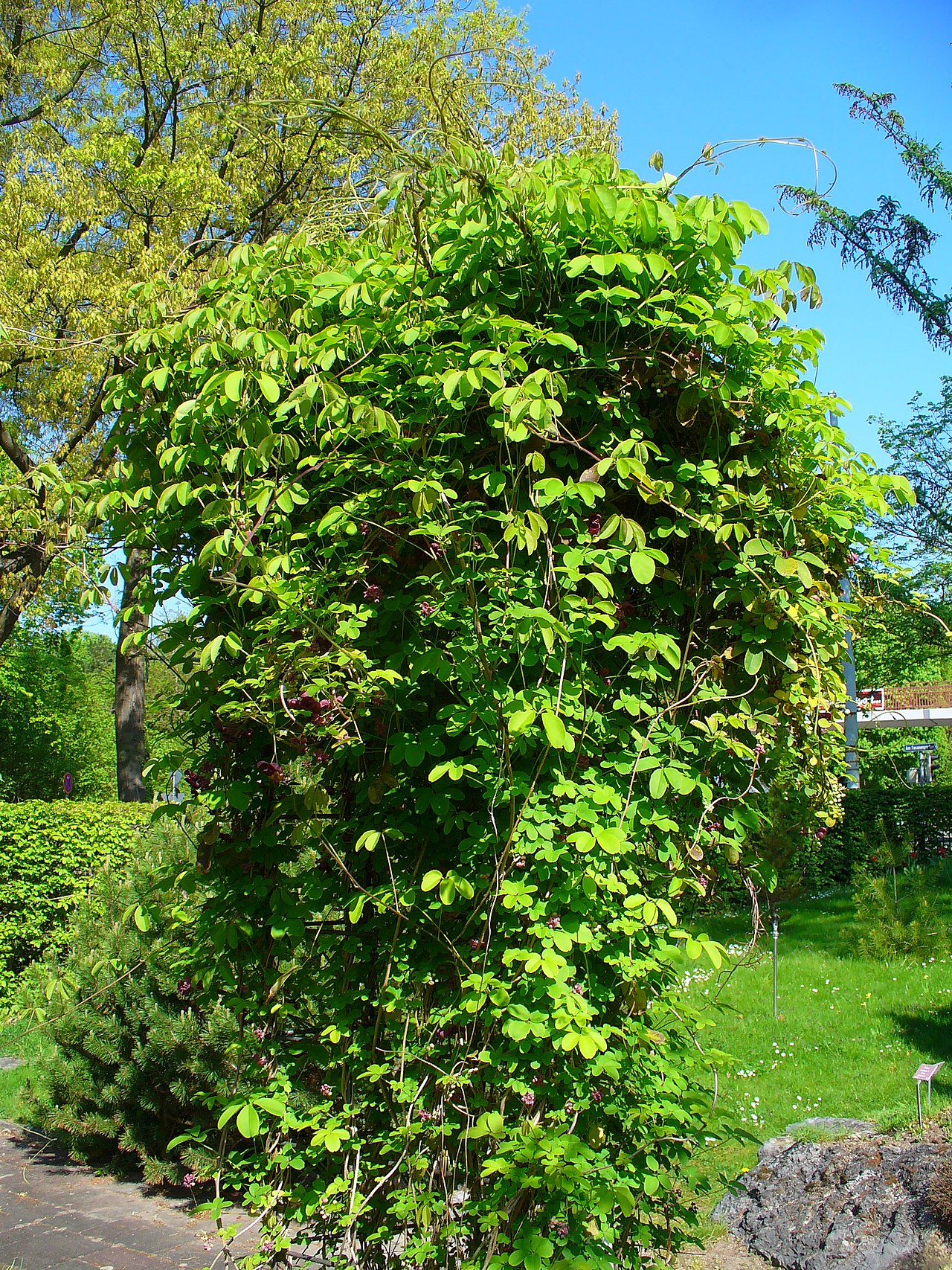 Akebia quinata
