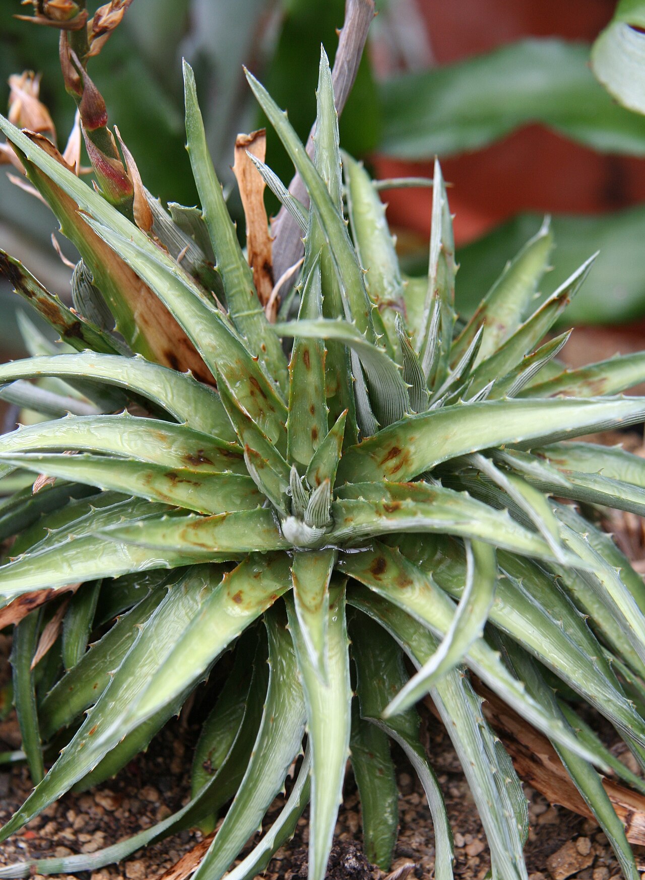 Dyckia reitzii