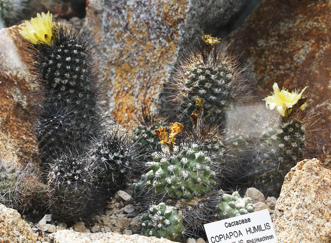 Copiapoa humilis