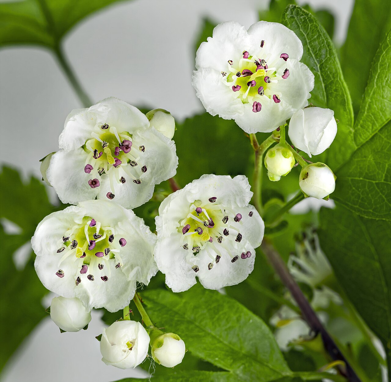 Crataegus apiifolia