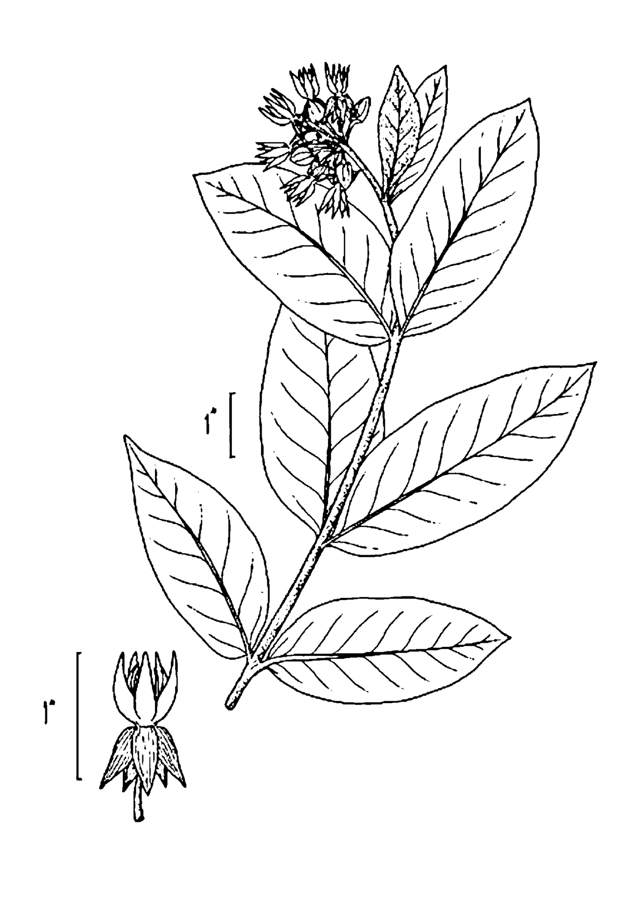 Asclepias speciosa