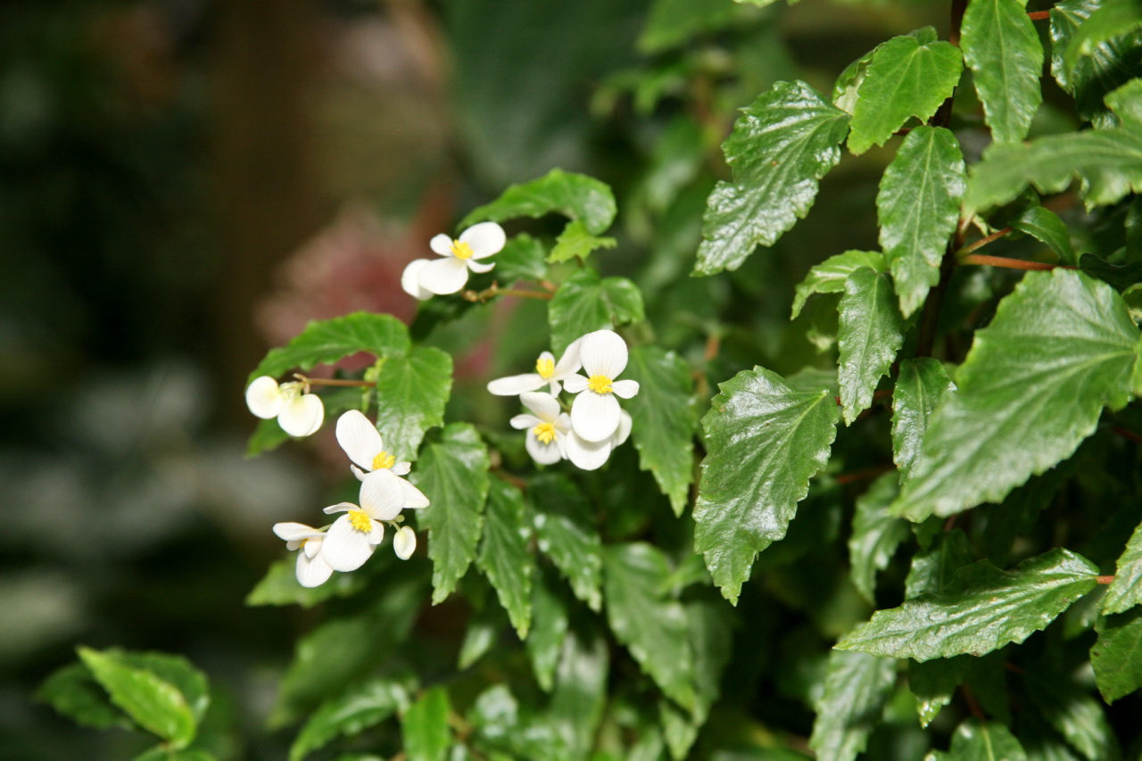 Begonia acutifolia